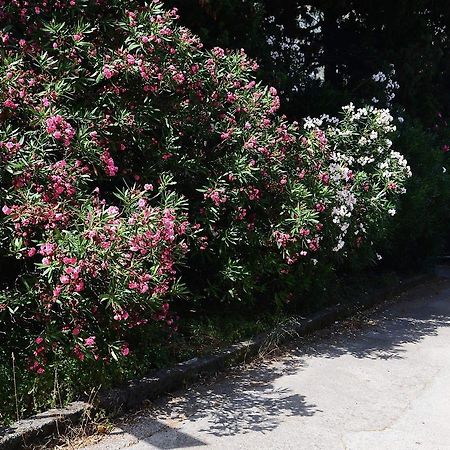 Apartment Garden Κότορ Εξωτερικό φωτογραφία