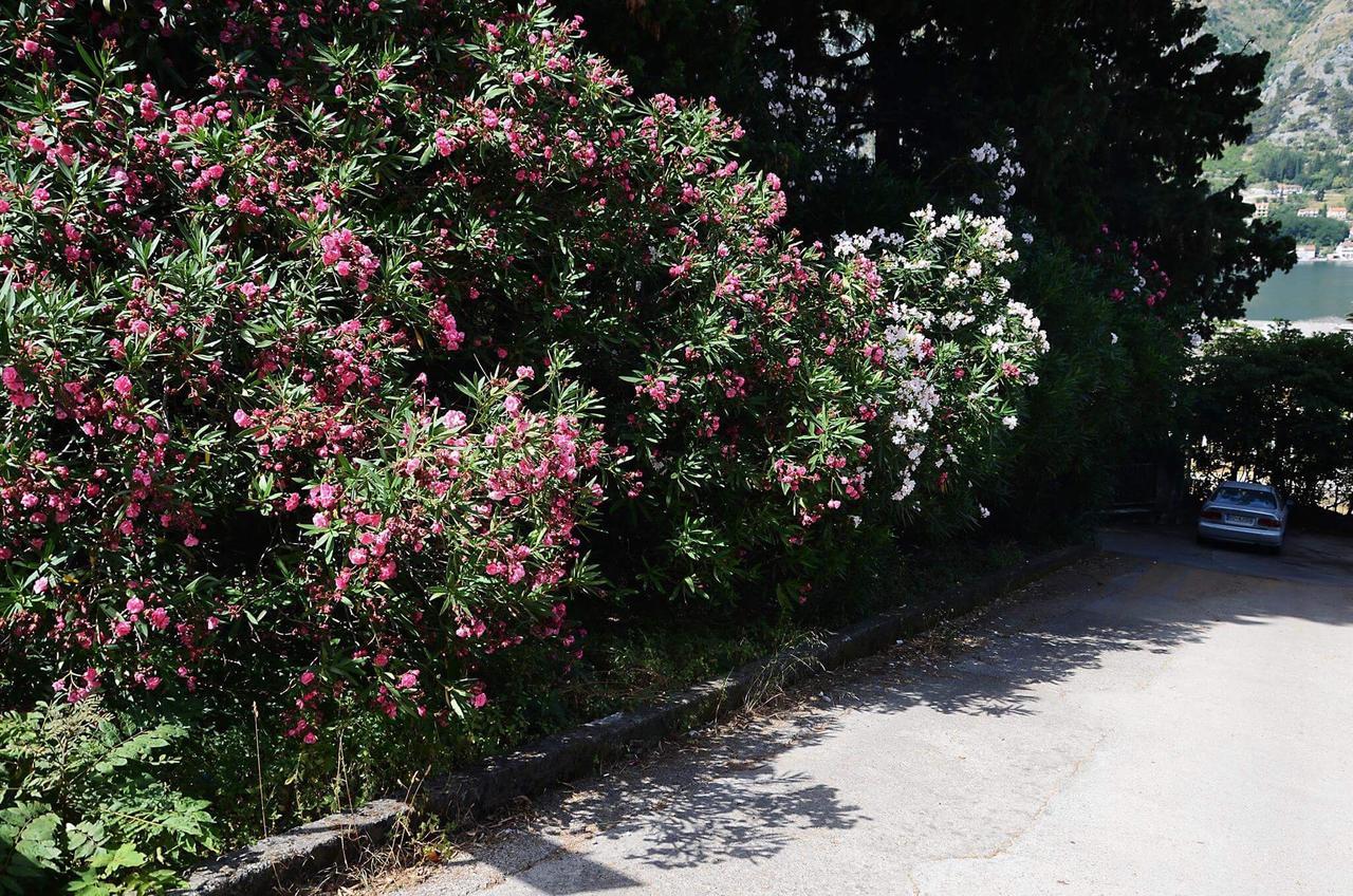 Apartment Garden Κότορ Εξωτερικό φωτογραφία